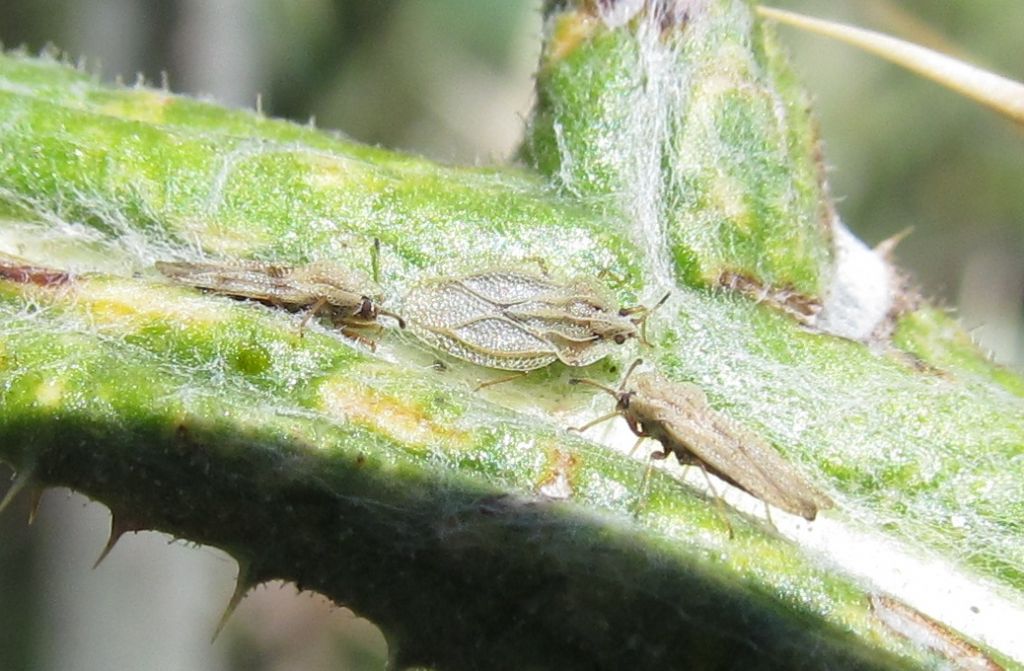 Tingidae:Elasmotropis testacea  - Cappadocia (Turchia)